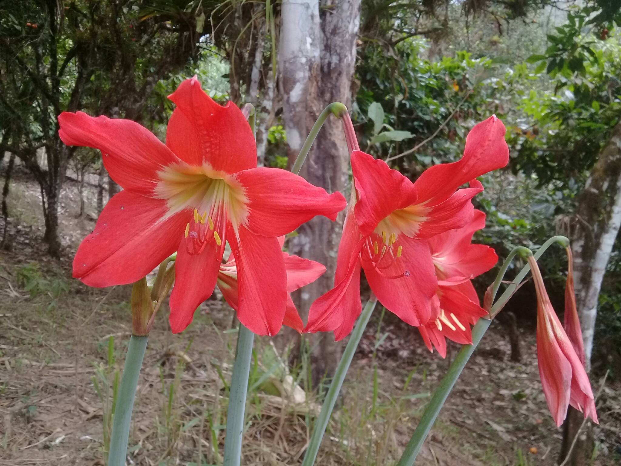 Hippeastrum puniceum